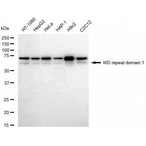 KD-Validated WDR1 Rabbit mAb (20 μl)