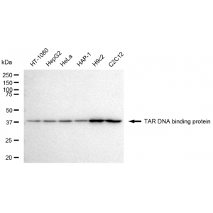 KD-Validated TARDBP Rabbit mAb (20 μl)