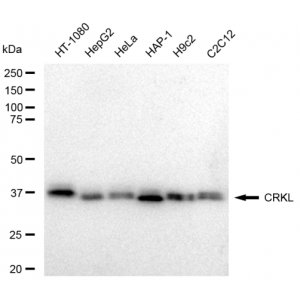 KD-Validated CRKL Rabbit mAb (20 μl)