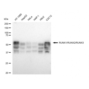 KD-Validated RUNX1/RUNX2/RUNX3 Rabbit mAb (20 μl)