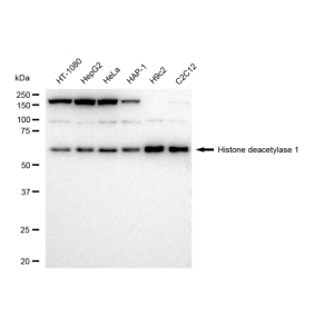 KD-Validated HDAC1 Rabbit mAb (20 μl)