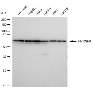 KD-Validated HNRNPK Rabbit mAb (20 μl)