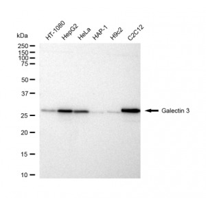 KD-Validated GAL3 Rabbit mAb (20 μl)