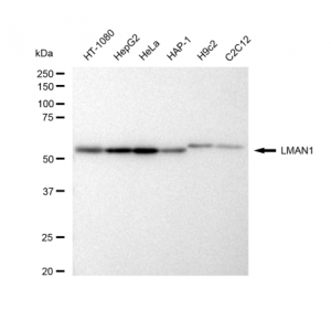 KD-Validated LMAN1 Rabbit mAb (20 μl)