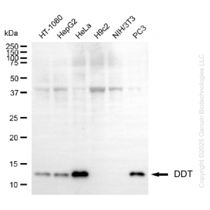 KD-Validated DDT Mouse mAb (20 μl)