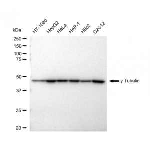 KD-Validated TUBG1 Rabbit mAb (20 μl)
