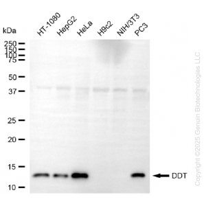 KD-Validated DDT Mouse mAb (20 μl)
