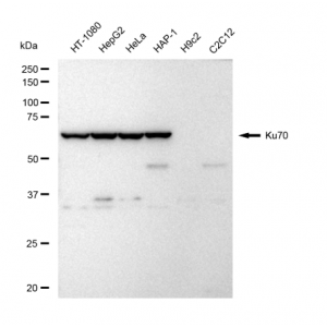 KD-Validated Ku70 Rabbit mAb (20 μl)