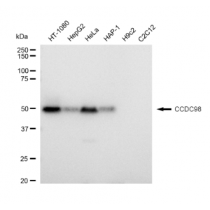 KD-Validated CCDC98 Rabbit mAb (20 μl)