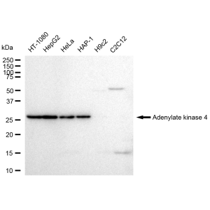 KD-Validated AK4 Rabbit mAb (20 μl)