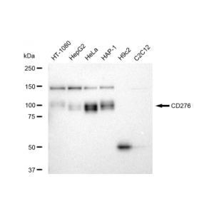KD-Validated CD276 Rabbit mAb (20 μl)