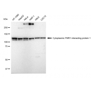 KD-Validated CYFIP1 Rabbit mAb (20 μl)