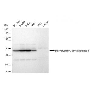 KD-Validated DGAT1 Rabbit mAb (20 μl)