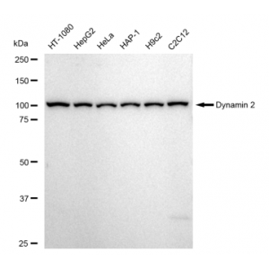 KD-Validated DNM2 Rabbit mAb (20 μl)