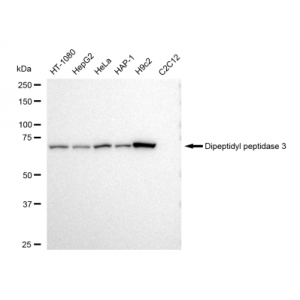 KD-Validated DPP3 Rabbit mAb (20 μl)