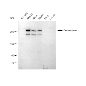 KD-Validated DSP Rabbit mAb (20 μl)