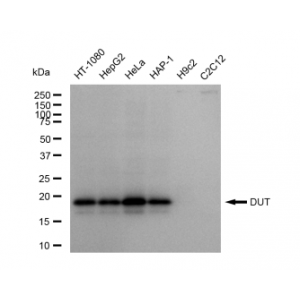 KD-Validated DUT Rabbit mAb (20 μl)