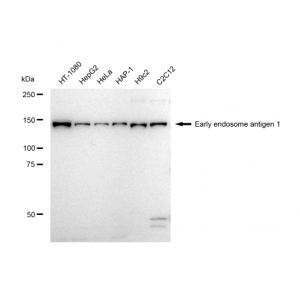 KD-Validated EEA1 Rabbit mAb (20 μl)