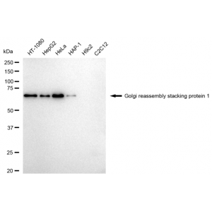 KD-Validated GORASP1 Rabbit mAb (20 μl)