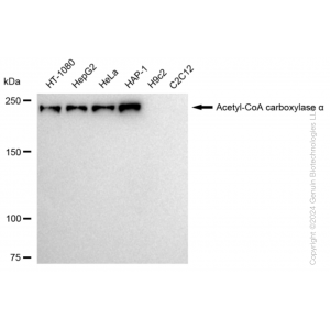 KD-Validated ACACA Rabbit mAb (20 μl)