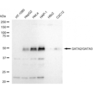 KD-Validated GATA2/3 Rabbit mAb (20 μl)
