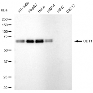KD-Validated CDT1 Rabbit mAb (20 μl)