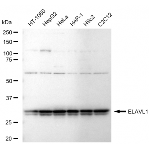 KD-Validated ELAVL1 Rabbit mAb (20 μl)