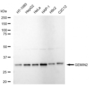 KD-Validated GEMIN2 Rabbit mAb (20 μl)