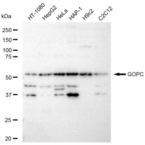 KD-Validated GOPC Rabbit mAb (20 μl)