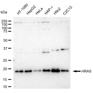 KD-Validated HRAS Rabbit mAb (20 μl)