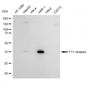 KD-Validated F11R Rabbit mAb (20 μl)
