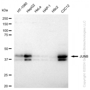 KD-Validated JUNB Rabbit mAb (20 μl)