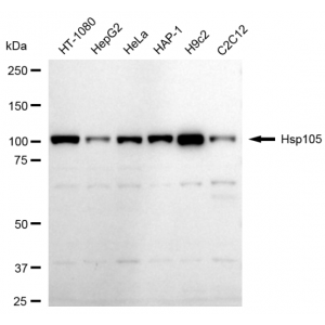 62140-WB-1-300x300-1.webp KD-Validated Hsp105 Rabbit mAb (20 μl)