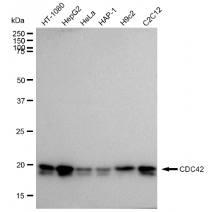 KD-Validated CDC42 Rabbit mAb (20 μl)