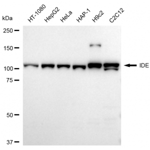 KD-Validated IDE Rabbit mAb (20 μl)
