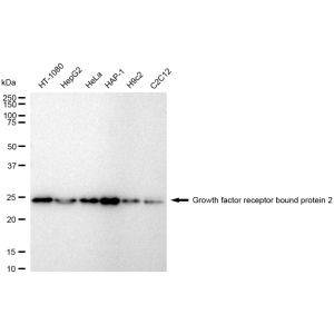 KD-Validated GRB2 Rabbit mAb (20 μl)