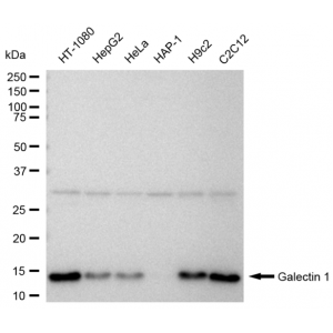 KD-Validated Galectin 1 Rabbit mAb (20 μl)