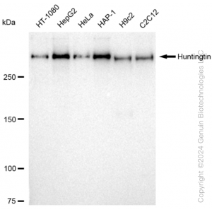 KD-Validated HTT Rabbit mAb (20 μl)
