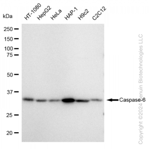 KD-Validated CASP6 Rabbit mAb (20 μl)
