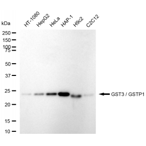 KD-Validated GSTP1 Rabbit mAb (20 μl)