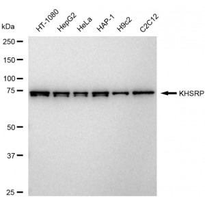 KD-Validated KHSRP Rabbit mAb (20 μl)