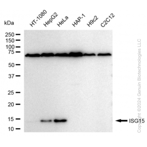 KD-Validated ISG15 Rabbit mAb (20 μl)