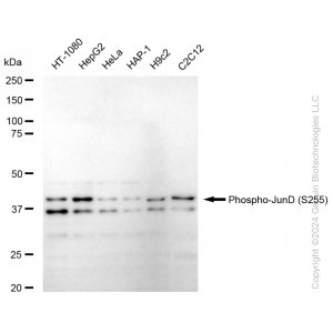 KD-Validated Phospho-JunD (S255) Rabbit mAb (20 μl)