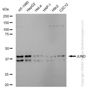 KD-Validated JunD Rabbit mAb (20 μl)