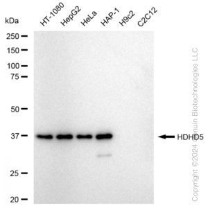 KD-Validated HDHD5 Rabbit mAb (20 μl)