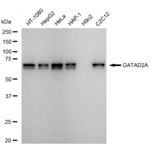 KD-Validated GATAD2A Rabbit mAb (20 μl)