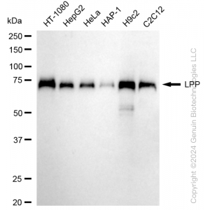 KD-Validated LPP Rabbit mAb (20 μl)