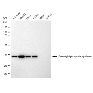 KD-Validated FDPS Rabbit mAb (20 μl)