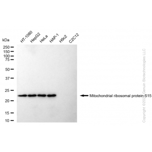 KD-Validated MRPS15 Rabbit mAb (20 μl)
