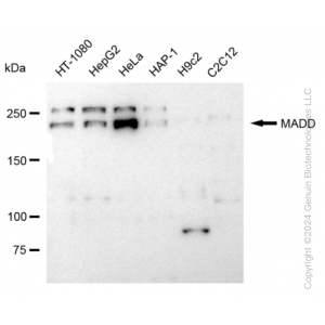 KD-Validated MADD Rabbit mAb (20 μl)